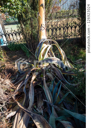 死龍舌蘭 126923024