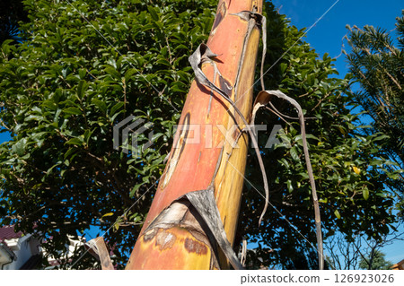 Dead agave flower stalk 126923026