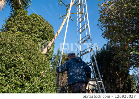 A gardener setting up a gardening tripod with a dead agave flower stalk A gardener setting up a gardening tripod with a dead agave flower stalk 126923027