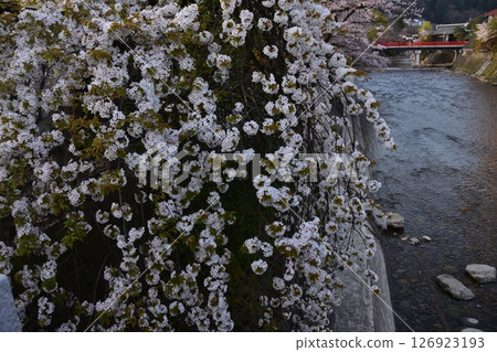 日本岐阜縣高山市的春天：盛開的櫻花、旅遊景點中橋和宮川、周圍的城市景觀和美麗的新綠 126923193