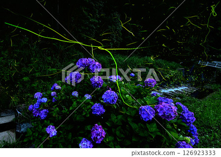 鳥川螢火蟲村的繡球花和飛舞的螢火蟲 126923333