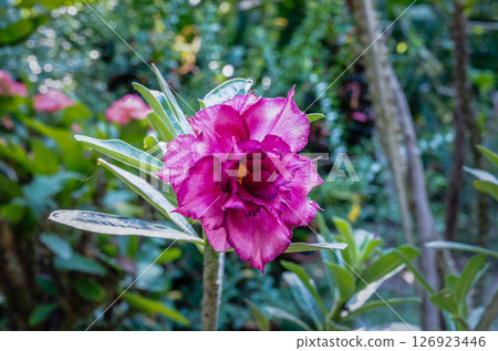 azalea flowers azalea flowers 126923446