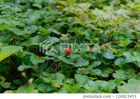 Wild strawberry bushes with berries growing. Natural wild strawberries. Sunny day. Meadow or open areas. 126923451