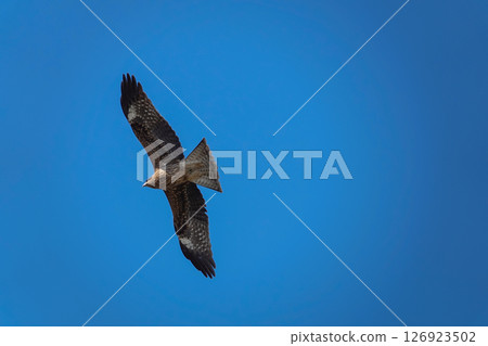 Spring, migrating black kites Spring, migrating black kites 126923502
