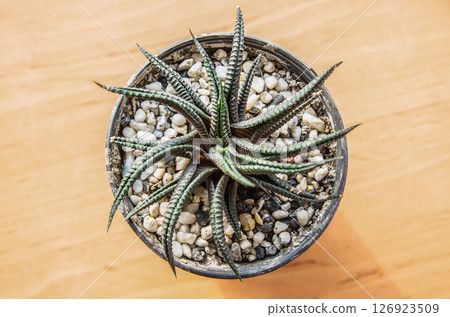 haworthia fasciata haworthia fasciata 126923509