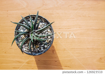 haworthia fasciata haworthia fasciata 126923510