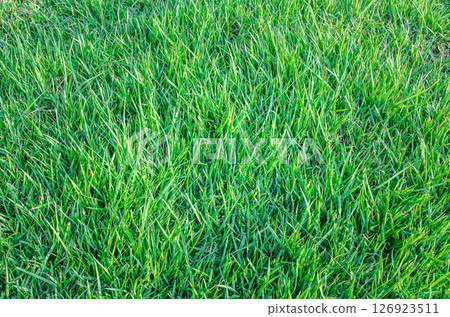 grass 126923511