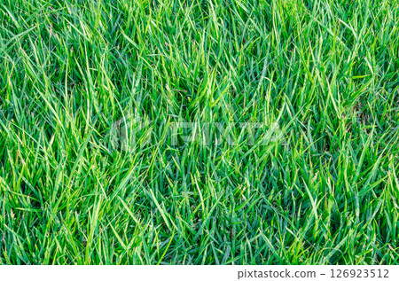 grass 126923512