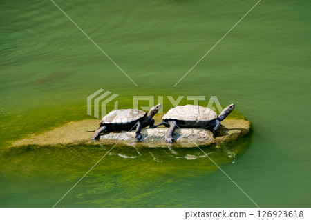 Japanese pond turtle basking in the sun Japanese pond turtle basking in the sun 126923618