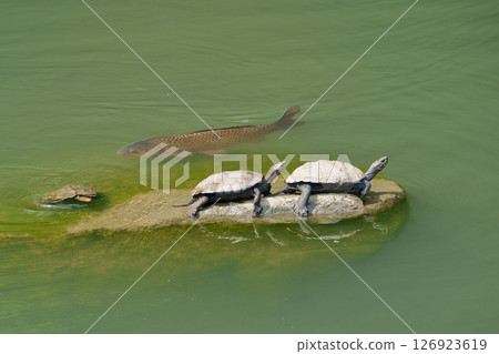 一隻正在曬太陽的海龜、一隻遲到的海龜和一條正在游泳的鯉魚 126923619