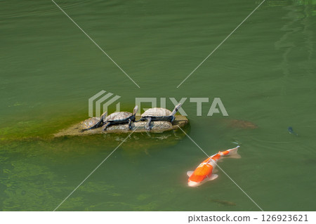 一隻正在曬太陽的海龜、一隻遲到的海龜和一條正在游泳的鯉魚 126923621