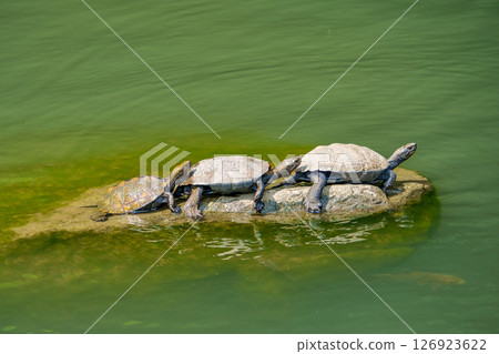 Japanese pond turtle basking in the sun Japanese pond turtle basking in the sun 126923622