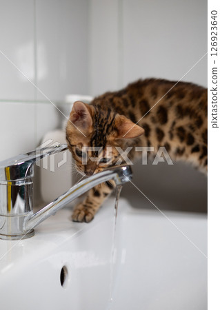 A funny Bengal kitten carefully drinks fresh water straight from the tap of a modern bathroom sink, demonstrating its playful curiosity and natural instincts. Kitten plays in the bathtub. 126923640