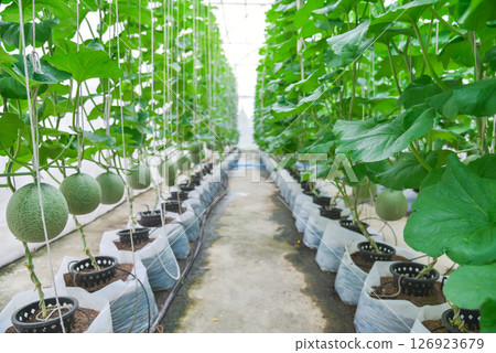Melon in the green house 126923679