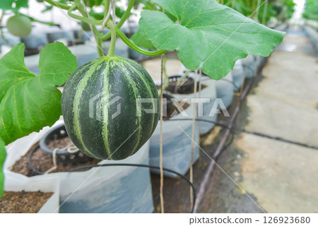 Melon in the green house 126923680