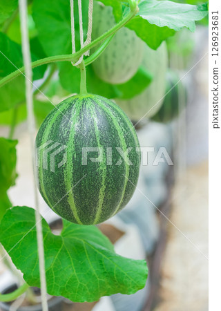 Melon in the green house 126923681