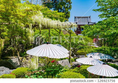 White wisteria in the garden of the inner sanctuary of Taima Temple, Katsuragi City, Nara Prefecture White wisteria in the garden of the inner sanctuary of Taima Temple, Katsuragi City, Nara Prefecture 126923756