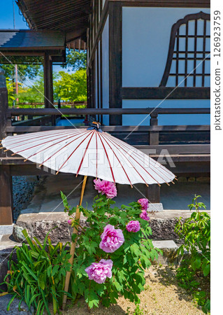 奈良縣葛城市當麻寺，花園牡丹 126923759