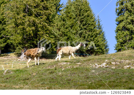 Alpacas at Alpe di Siusi in Southtyrol, Italy Alpacas at Alpe di Siusi in Southtyrol, Italy 126923849