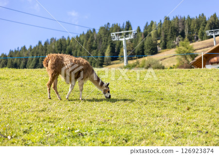 Alpaca at Alpe di Siusi in Southtyrol, Italy Alpaca at Alpe di Siusi in Southtyrol, Italy 126923874