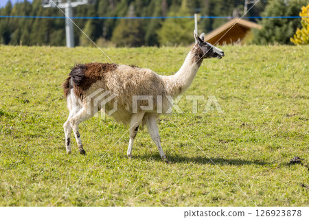 Alpaca at Alpe di Siusi in Southtyrol, Italy Alpaca at Alpe di Siusi in Southtyrol, Italy 126923878