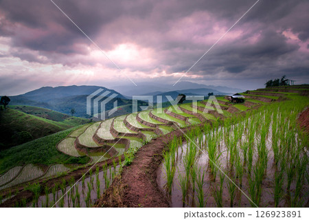 Pa Pong Piang Rice Terraces Pa Pong Piang Rice Terraces 126923891