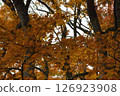 Autumn leaves on trees in the mountains of Yamagata 126923908