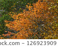 A tree with red leaves growing in front of a green tree 126923909