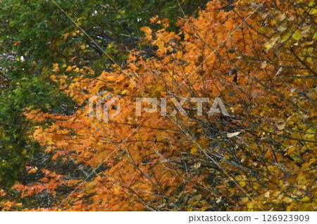 A tree with red leaves growing in front of a green tree A tree with red leaves growing in front of a green tree 126923909