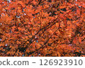 Beautifully colored autumn leaves on a maple tree 126923910