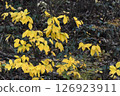 Yellow leaves in the lush mountains 126923911