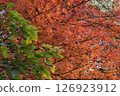 A tree with vibrant red leaves on an autumn day 126923912