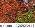Bright red autumn leaves on a tree 126923914