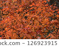 A close-up shot of a tree with autumn leaves 126923915
