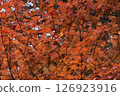 Autumnal tree leaves dyed red 126923916