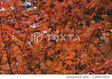 秋天樹葉染成紅色 秋天樹葉染成紅色 126923916
