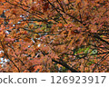Autumn leaves of a tree stained a dull orange color 126923917