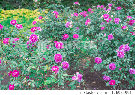 粉紅色的玫瑰 126923991