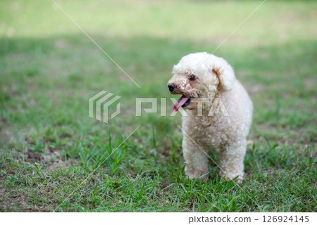 Poodle toy dog Poodle toy dog 126924145