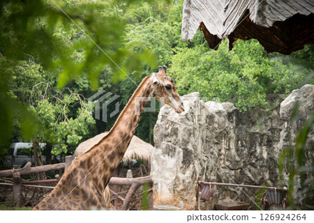 Giraffes in the zoo 126924264
