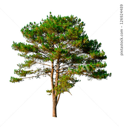 Pine tree 126924489