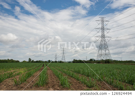 electric pole on the field electric pole on the field 126924494