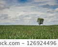 Alone tree on green meadow 126924496