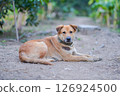 thai dog sit on the ground 126924500