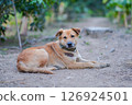 thai dog sit on the ground 126924501
