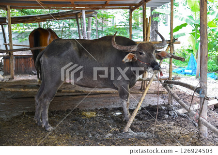 buffalo in the pen 126924503