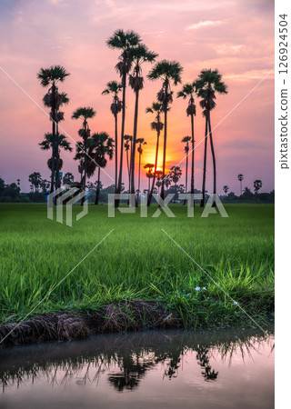 sugar palm 126924504