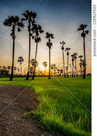 sugar palm 126924505