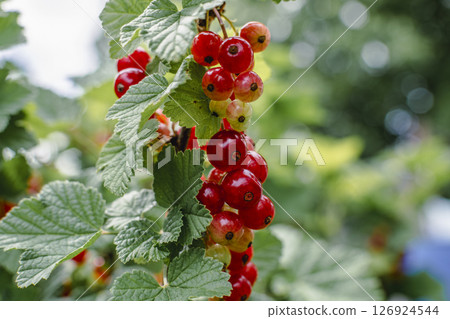Red ripe gooseberry in garden at springtime, healthy food, ribes rubrum 126924544