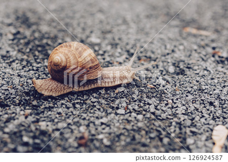 Large snail close-up. Bright Brown large snail. Slowly crawling slug Large snail close-up. Bright Brown large snail. Slowly crawling slug 126924587